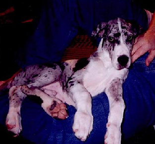 bullwinkle004.jpg
