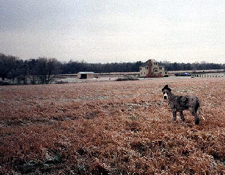 bullwinkle012.jpg