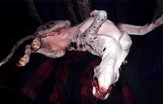 bullwinkle014.jpg