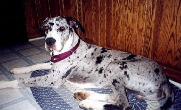bullwinkle016.jpg