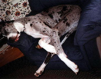 bullwinkle023.jpg