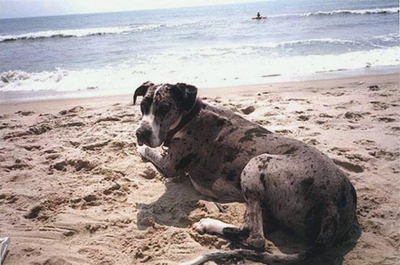 bullwinkle025.jpg