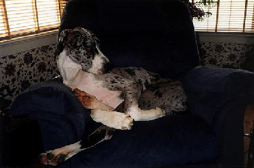 bullwinkle026.jpg