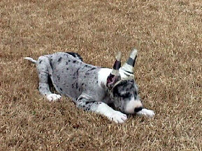 bullwinkle031.jpg