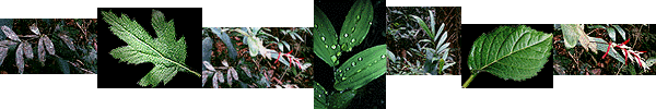 garden banner by Microsoft