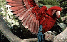 gif89a-parrot graphic