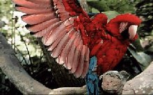 original parrot jpg