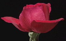 original red rose