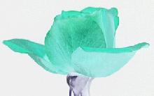 red rose negative