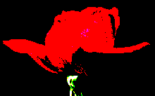 posterized red rose