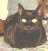 photo of fuzzy