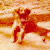 photo of goldie