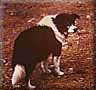 photo of Mamadog