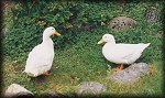go to large photo Plucky and Nipper
