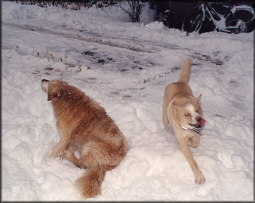 photo of Poobah and Pepper playing in the snow