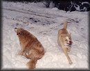 go to large photo of Poobah and Pepper in the snow