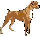 graphic of boxer