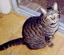 photo of valcat