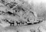 Mules dragging logs