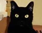 The Cat Moriah
