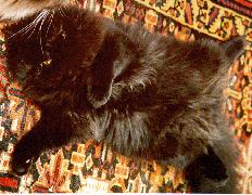 Inky's Tummy