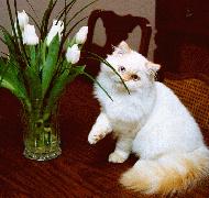 Kissy and the Tulips