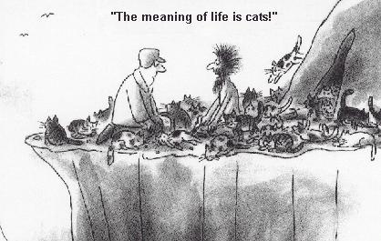 The Meaning of Life Is Cats!!