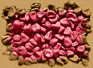 Annatto Seeds