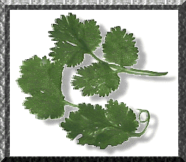 Cilantro Picture