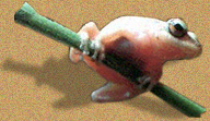 Coqui