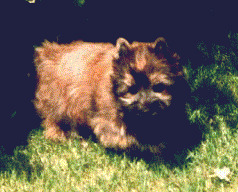 if you have never seen a cairn terrier pup your life is incomplete