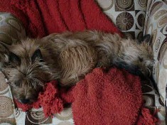 ahh puppies