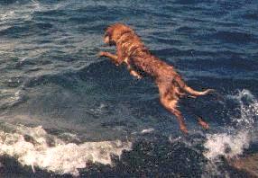 Teak's flying into the water