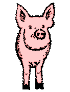 Pig