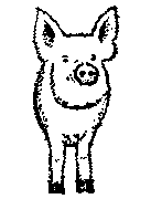 Pig To Color