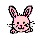 Rabbit Head