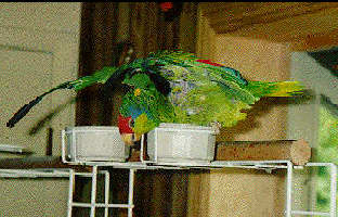 Saba taking a bath