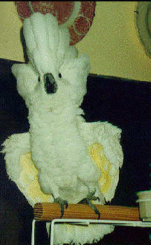 A very young Sparky