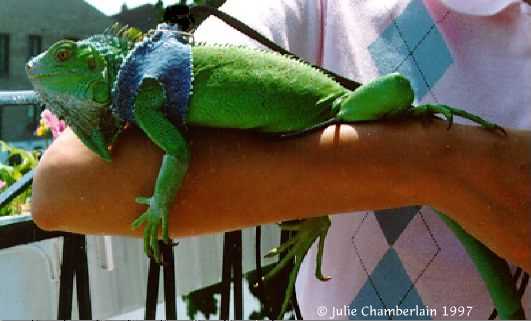 Freddie wearing a harness