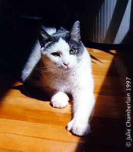Jake's mittens
