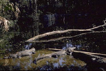 alligator.jpg