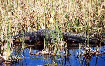 alligator.jpg