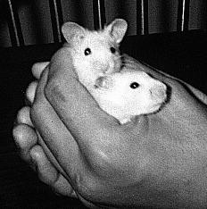 mosey and furball