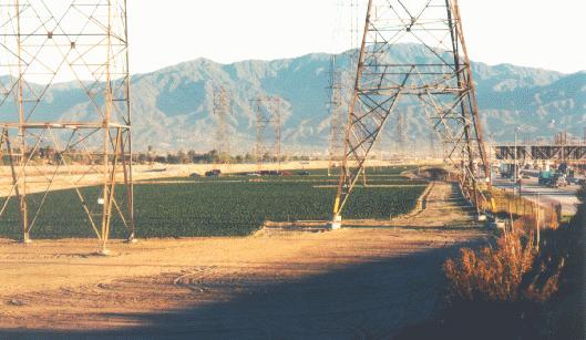 Picture copyright 1999 by Darryl Musick