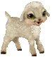 lamb