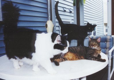 3kitties