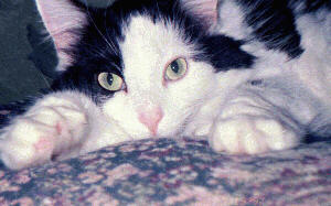gypsy