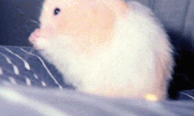 Peaches