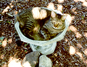 rocky