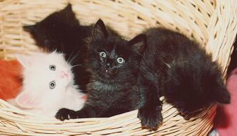 [Kits in Basket]